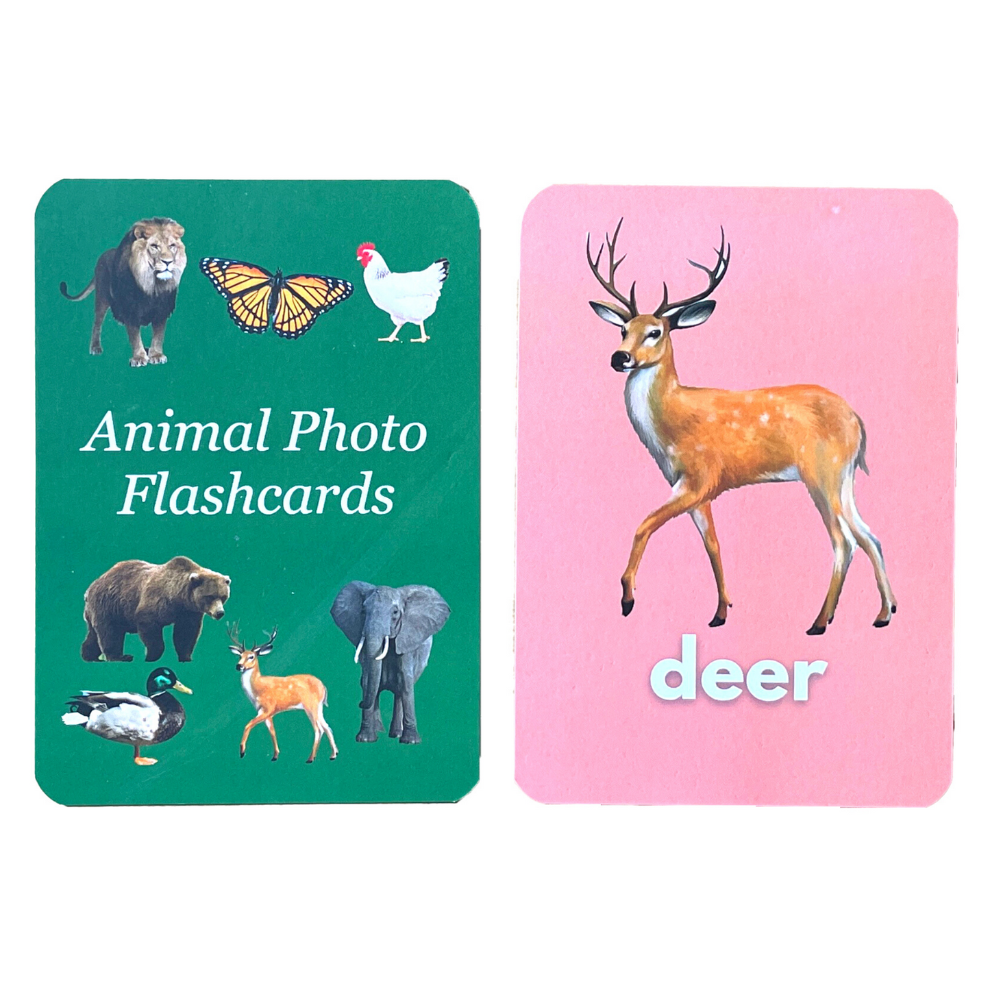 Animal Flashcards