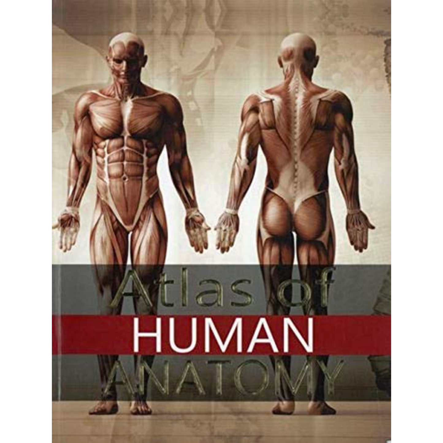 Atlas of Human Anatomy