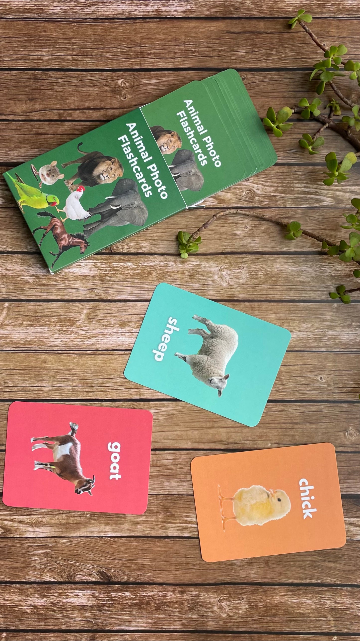 Animal Flashcards